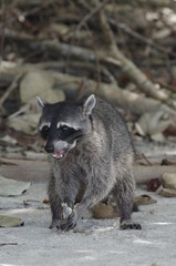 Raton laveur mangeant un poisson sur une plage