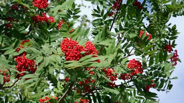 The branch of  red mature rowan shakes on wind