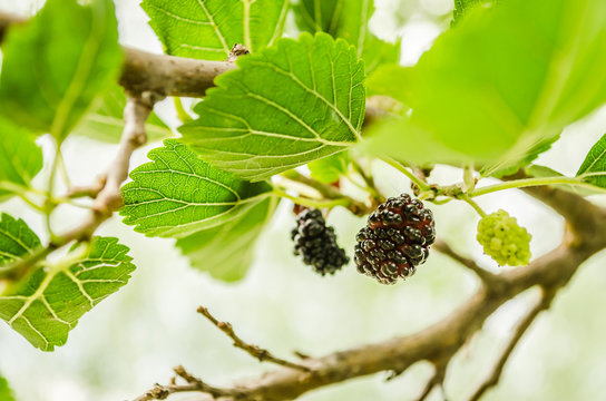 Mature fruit of mulberry 