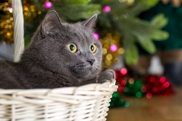 Fototapeta na wymiar Gray cat in a basket under a Christmas tree