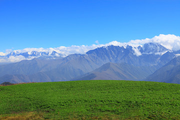 potato field