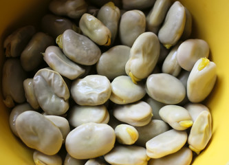 A close up of fresh broad beans.