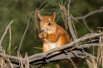 Naklejka na ściany i meble pretty squirrel on the branch looks into the lens