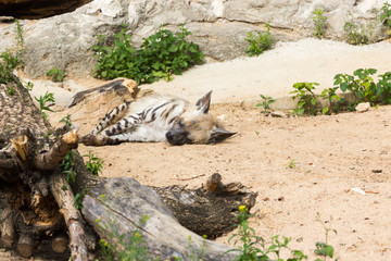 Striped hyena rest after night hunting