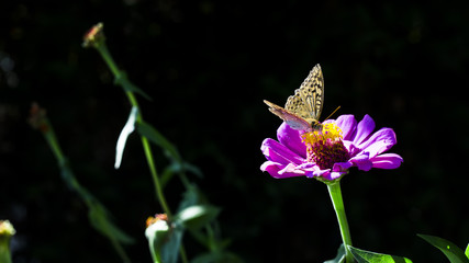 butterfly Argynnis adippe on zinnia flowers