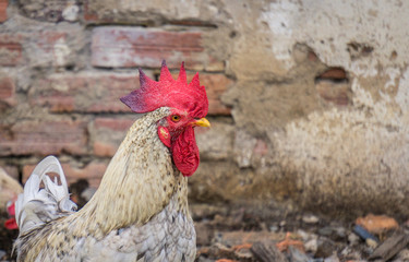 Gallo cresta lila y roja
