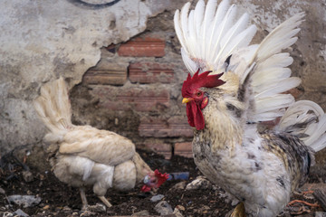 Dos gallos muy gallos