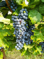 Bunches of black grapes in the vineyards