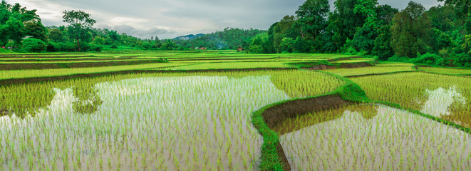 Pamoramic shot of  rice terrace with Yonng rice plant