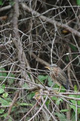 Bébé héron dans un arbre