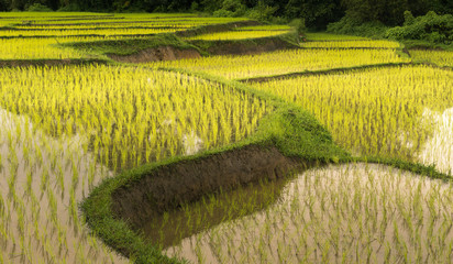 Yonng rice plant in rice terrace