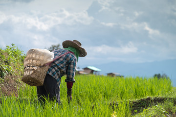 Naklejka na ściany i meble Farmer harvesting rice from terraced rice field