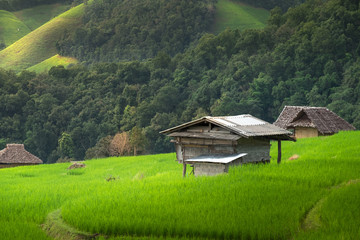 Obraz na płótnie Canvas Terraced Rice Field in Chiangmai, Thailand