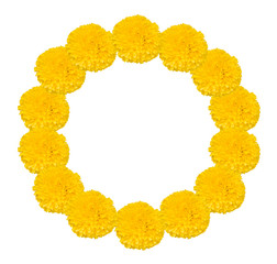 Beautiful, real, soft and fresh yellow Mexican marigold bud flower (Tagetes erecta) garland arranged in circle isolated on white background with clipping path included for graphic design use