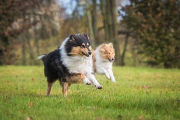 Naklejka na ściany i meble Two rough collie dogs running in autumn