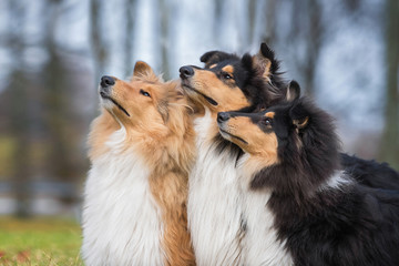 Group of rough collie dogs looking up