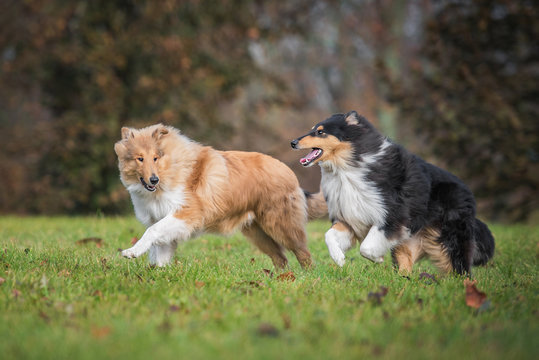 Two rough collie dogs running in autumn
