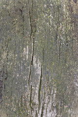 Obraz premium Old wood texture. Chestnut tree.