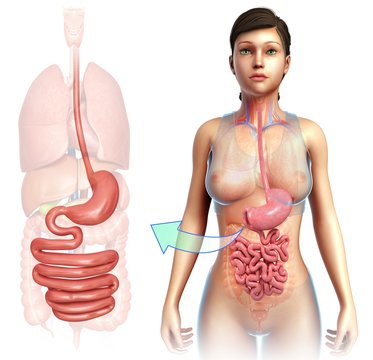 Female stomach and small intestine, illustration