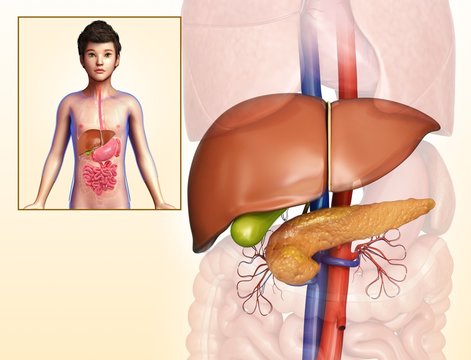 Child's liver and pancreas anatomy, illustration