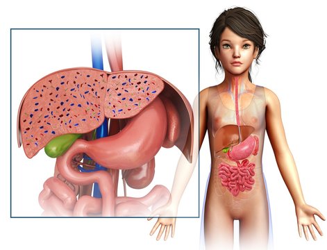 Child's liver and stomach anatomy, illustration