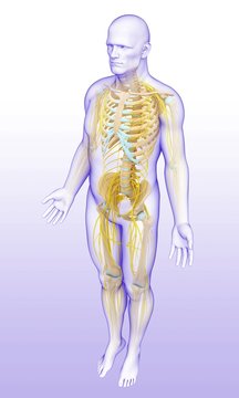 Male skeletal and nervous system, illustration