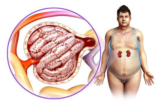 Glomerulus structure in a kidney, illustration