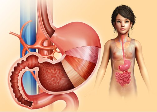 Child's stomach layers anatomy, illustration