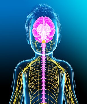 Close-up of child's brain and spinal cord functioning