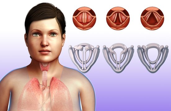 Female vocal cords and larynx, illustration