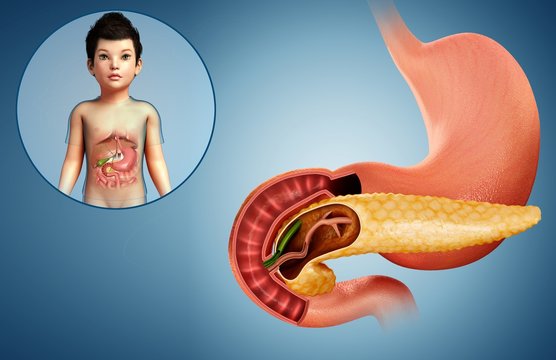 Child's duodenum and pancreas, illustration