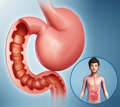 Child's stomach and duodenum, illustration
