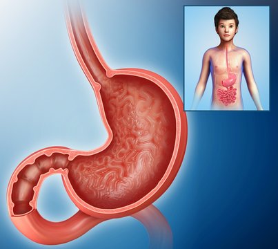 Child's stomach and duodenum, illustration