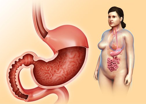 Female stomach and duodenum, illustration