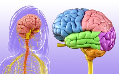Illustration of a child's brain anatomy on purple background