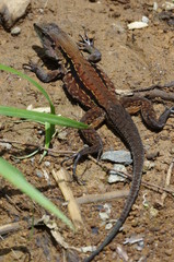 Lézard gekko marron et noir