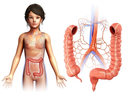 Child's large intestine, illustration