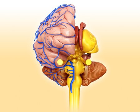Illustration of the anatomy of the human brain and veins