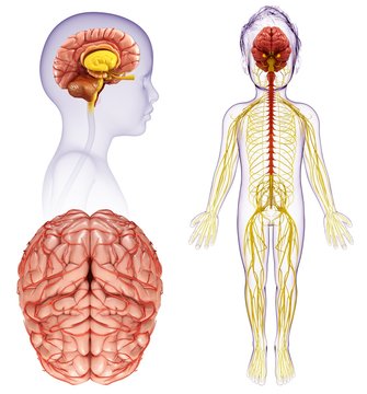 Illustration of child's brain and spinal cord anatomy
