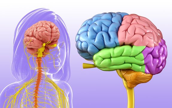 Illustration of a child's brain anatomy on purple background