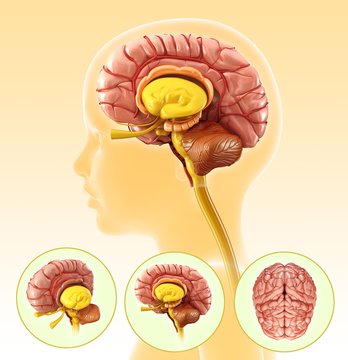 Illustration of a child's brain anatomy on yellow background
