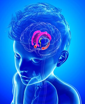 Illustration of a child's brain anatomy on blue background