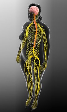 Illustration of female nervous system and brain on gray background