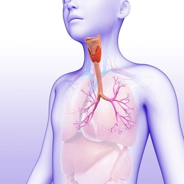 Child's lung bronchi, illustration