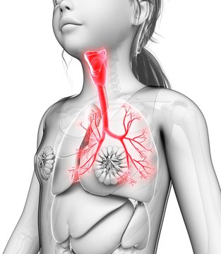 Child's lung bronchi, illustration