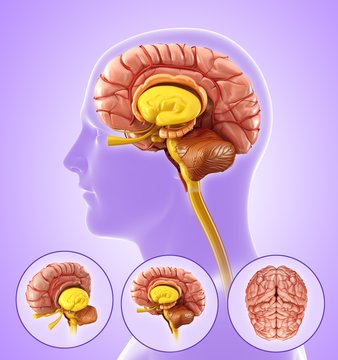 Illustration of human brain anatomy on purple background