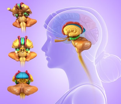 Illustration of human brain anatomy on purple background