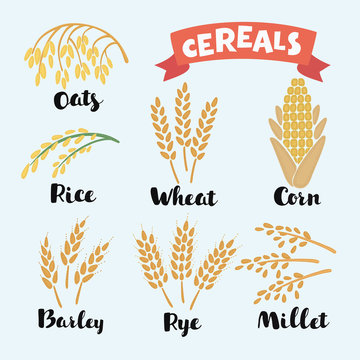 Vector illustration of cereal grains