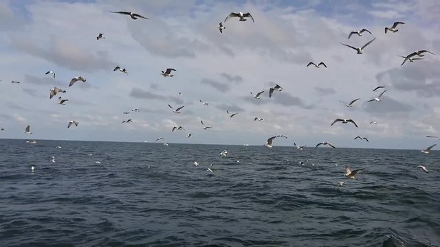 mewy nad morzem, fala, niebo 