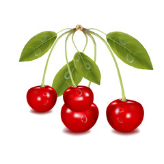 Four juicy ripe cherries, on a white background.